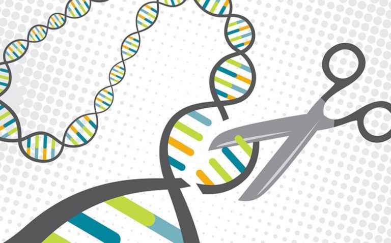Gene editing restores dystrophin production in dog model of Duchenne